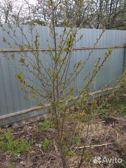 Саженцы. вишния, сливы,земляника,виктория