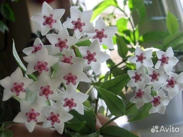 Хойя Белла прекрасная