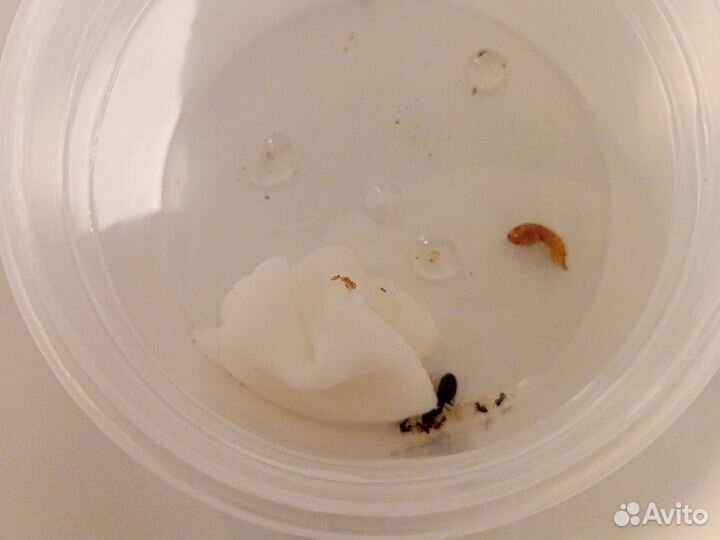 Чёрный садовый муравей (lasius niger ) 2 матки