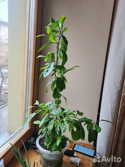 Каламондин