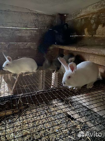 Крольчата