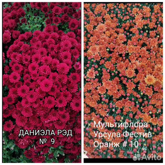 Хризантема мультифлора 15 сортов