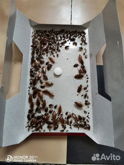 Уничтожение насекомых