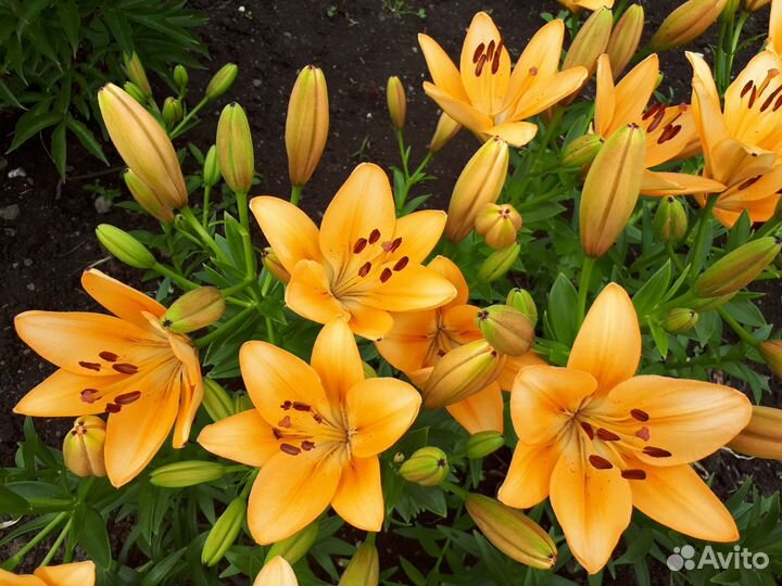 Луковицы лилий. Все будут в этом году цвести