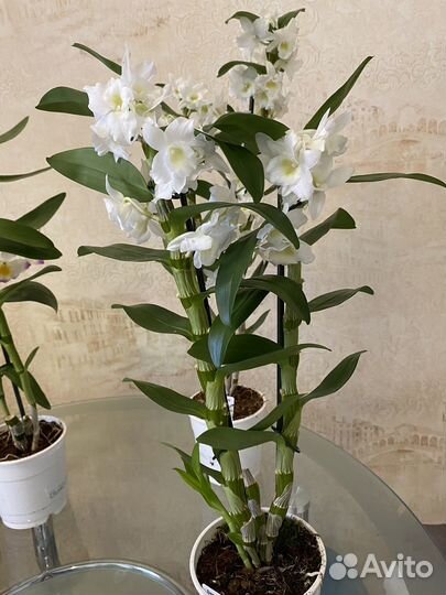 Дендробиум Нобиле
