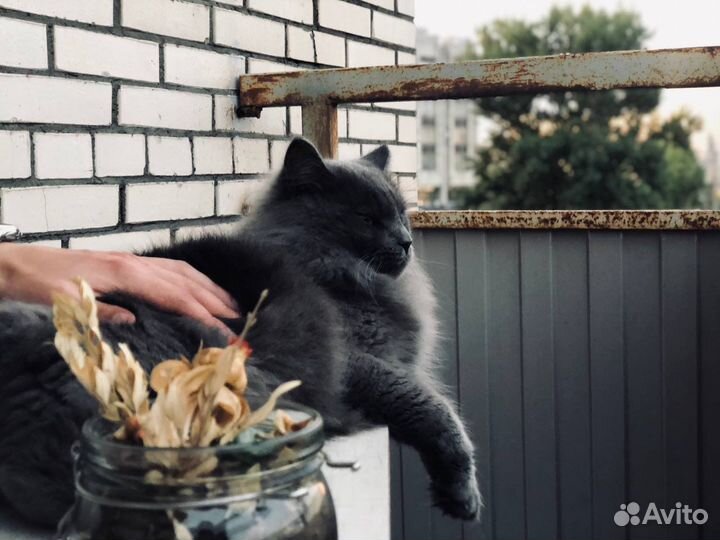 Кот на вязку