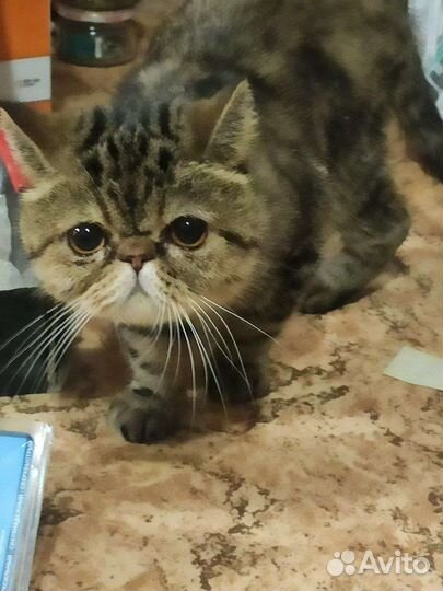 Персидская кошка