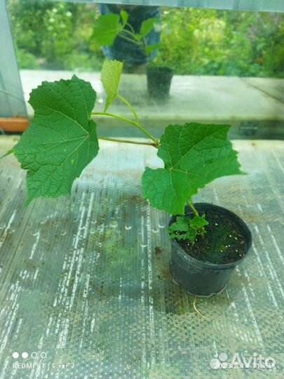 Виноград Девичий, Стар Шауэр, Амурский