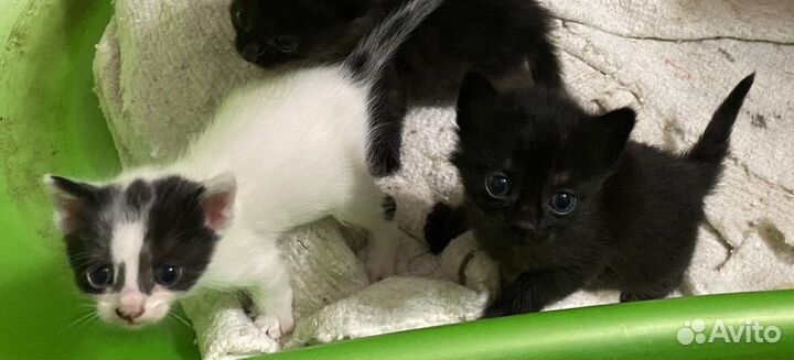 Котята в хорошие руки