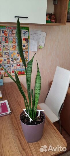 Сансевиерия