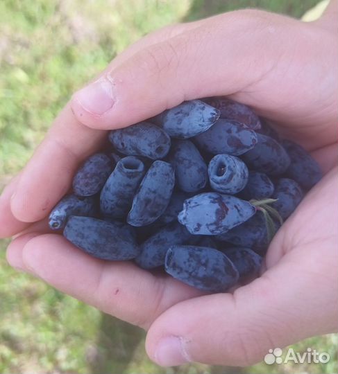 Ягода жимолость и др. с доставкой на Правый Берег