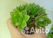 Суккуленты