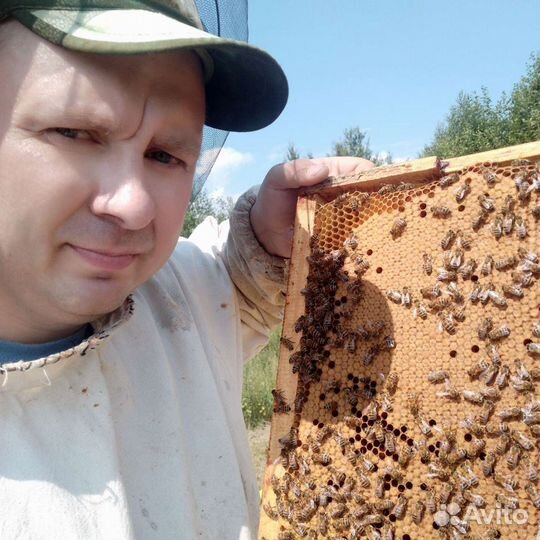 Пчелопакеты и Плодные Матки F1 бакфаст и карника