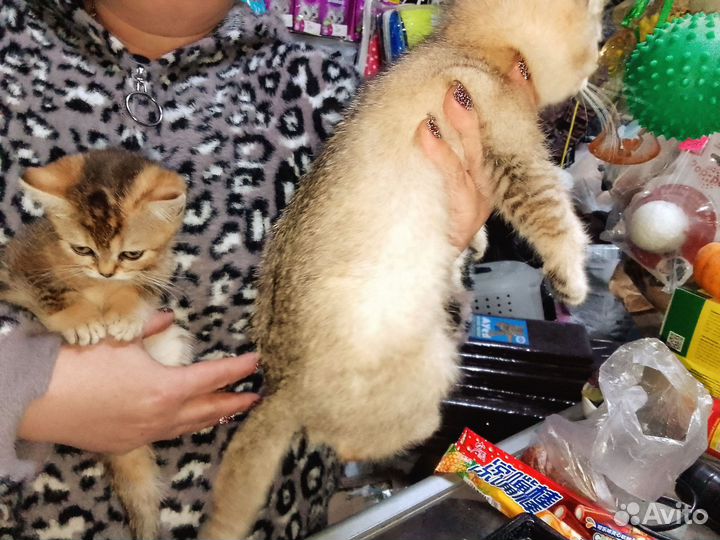 Братик и Сестрёнка