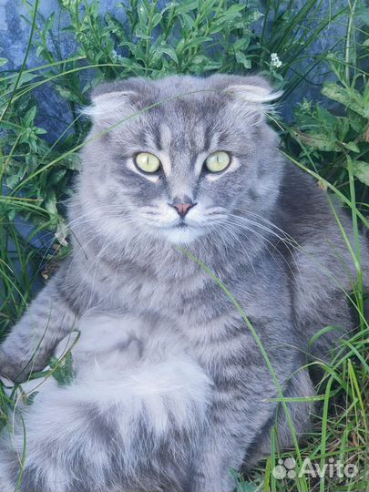 Кошки в добрые руки бесплатно