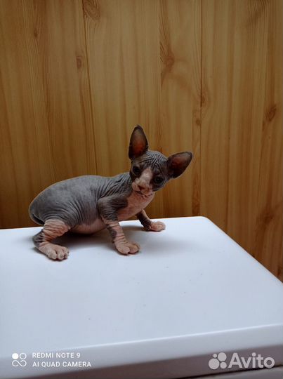 Канадский сфинкс