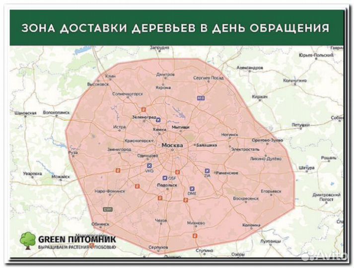 Туя в ассортименте:Смарагд,Брабант,Колумна