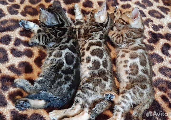 Бенгальская