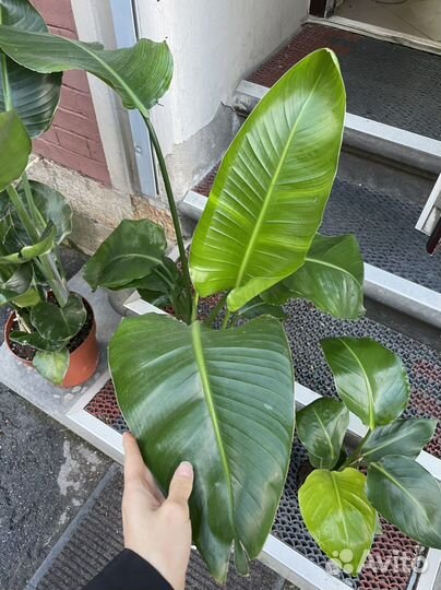 Стрелиция Николая