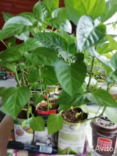 Рассада перцев