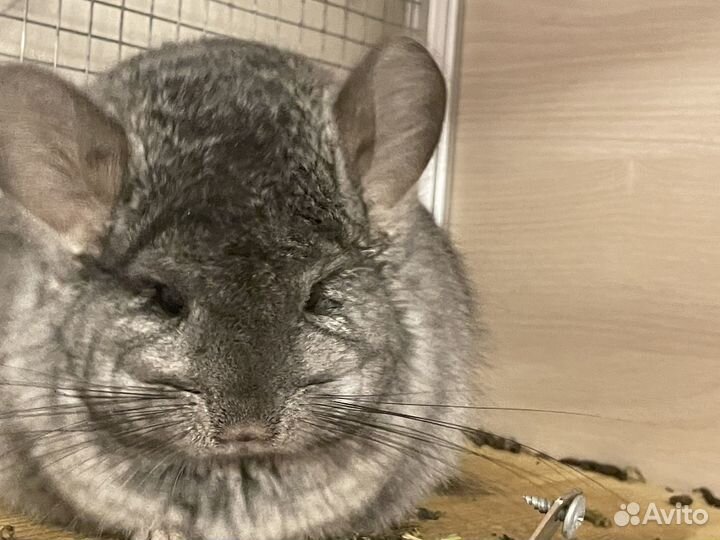 Шиншилла ангора эбони светлый самец