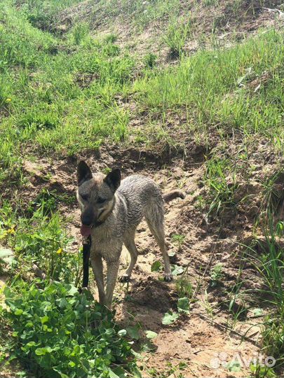 Собака в свой дом