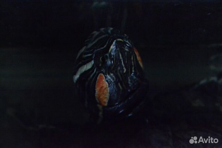 Передержка кошек и красноухих черепах