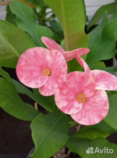 Молочай миля крупноцветковый