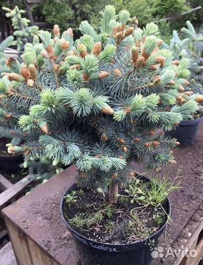 Голубые ели, Туй, Сосны, можжевельники