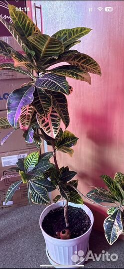 Комнатные растения цветы большие