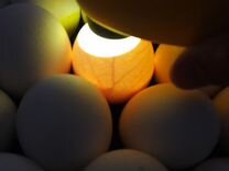 Инкубационные яйца бройлеров весна 2024 года