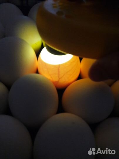 Инкубационные яйца бройлеров весна 2024 года