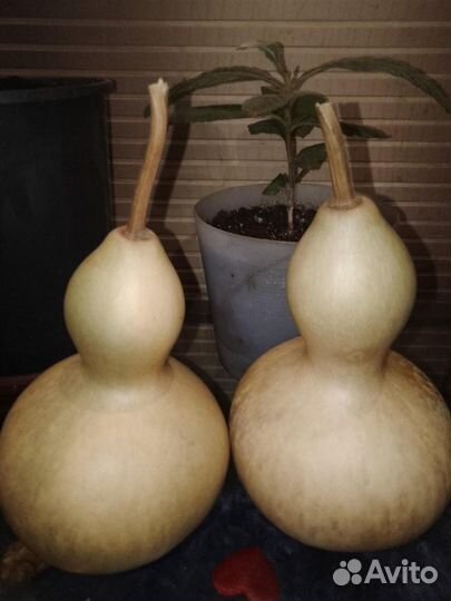 Лагинария Бутылочная (Тыква Бутылочная )