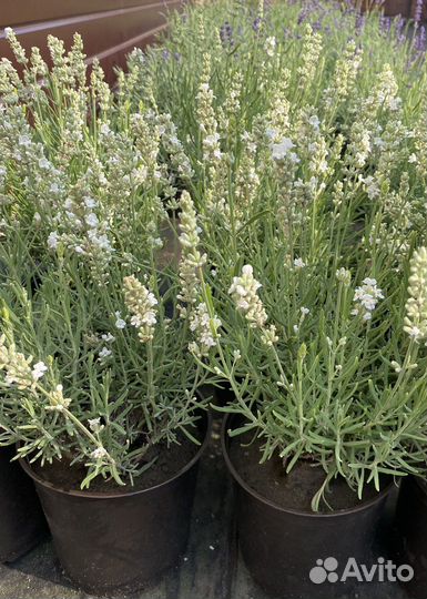 Саженцы, плодовые кустарники, декоративные,хвойные