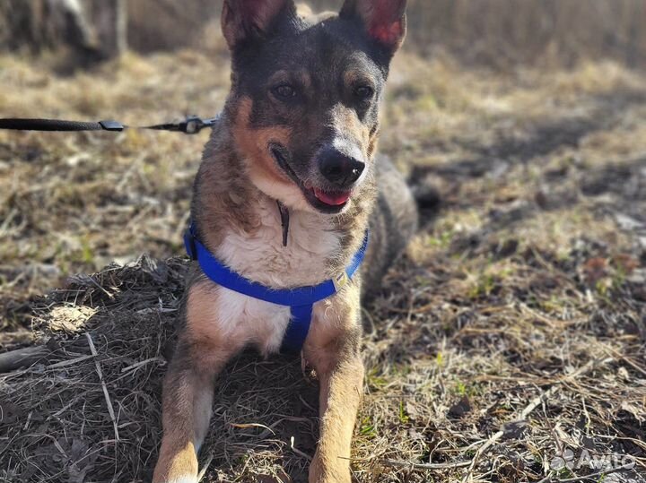 Бабушкин малыш пёс Бублик