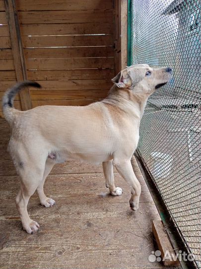 Собака в добрые руки