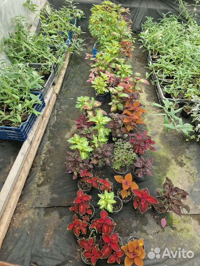 Ипомея и колеусы вегетативные