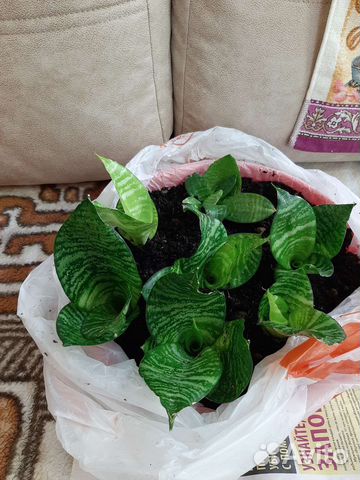 Сансевиерия