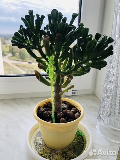 Крассула (денежное дерево),комнатное растение