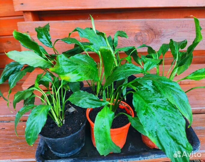 Спатифиллум