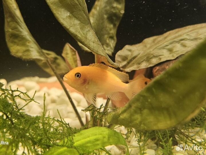 Цихлиды Красная зебра и аулонокары мультиколлор