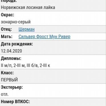 Норвежский элкхаунд, щенок