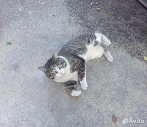 Кошка