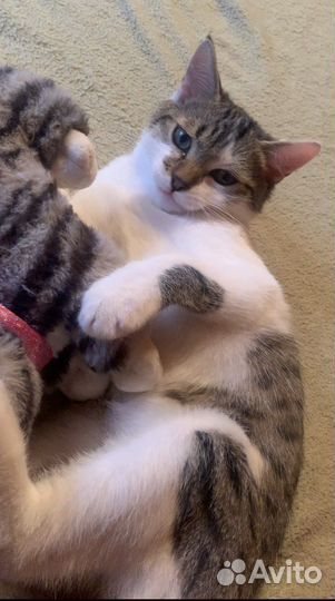 Котята в добрые руки бесплатно