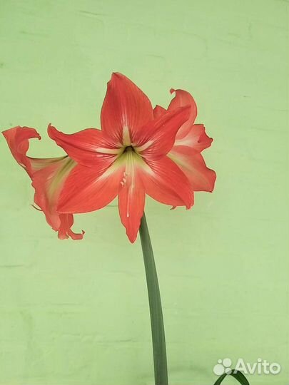 Гиппиаструм