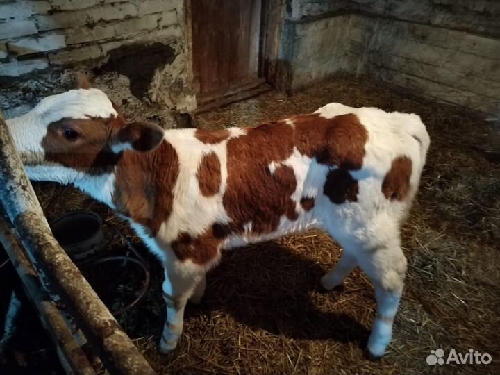 Бычок бычки телята теленок