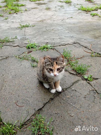 Кошечка в добрые руки