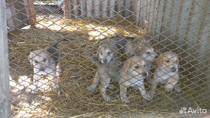 Продаются щенки Русская гончая