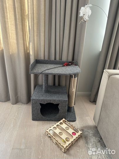 Отдам кота бесплатно+ деньги на еду каждый месяц