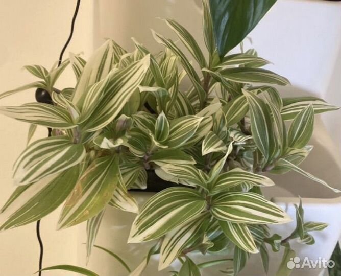 Традесканция белая